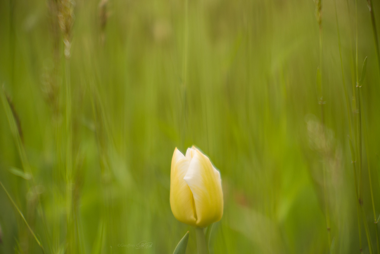 YellowTulip