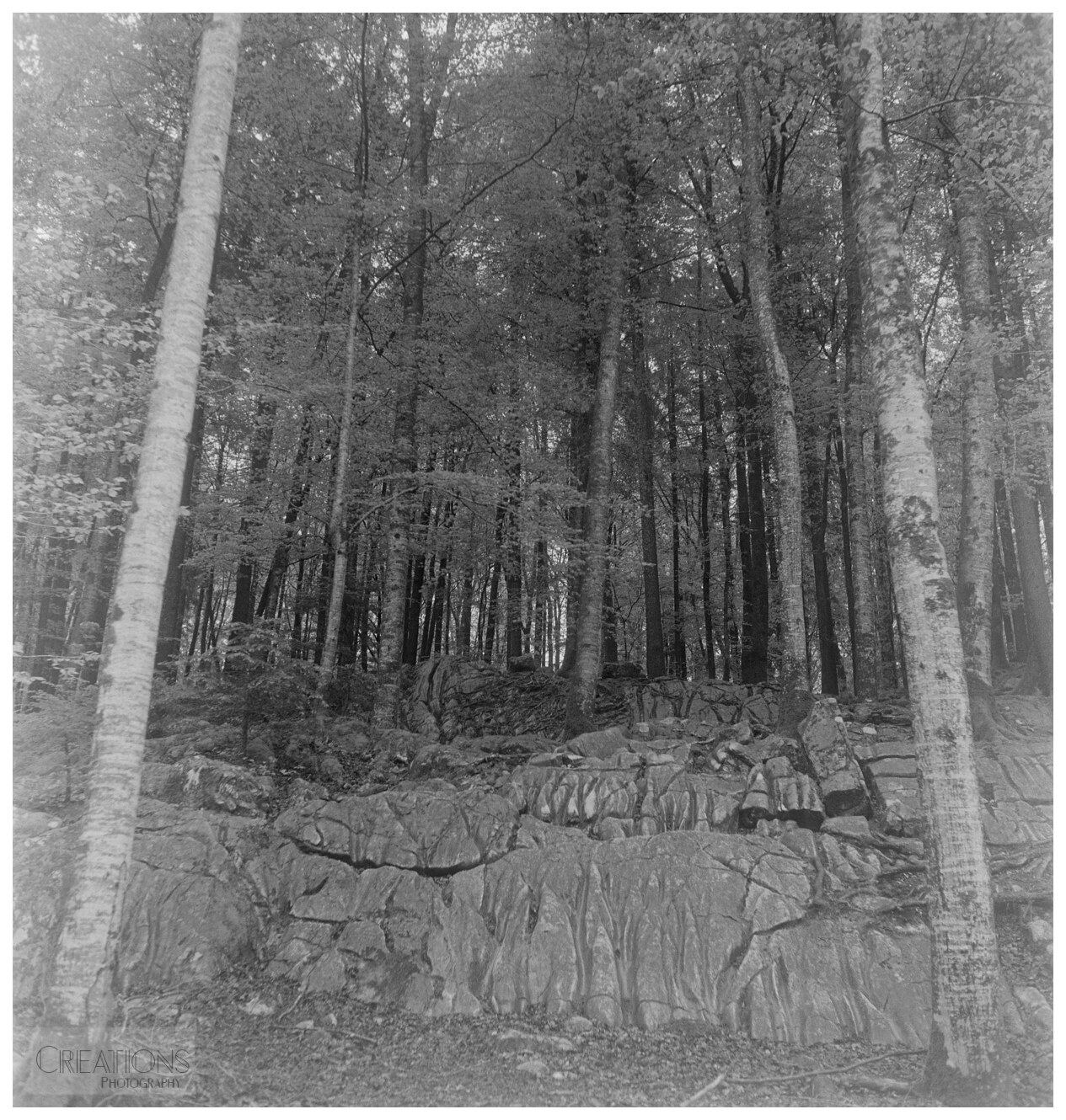 rocky woodland