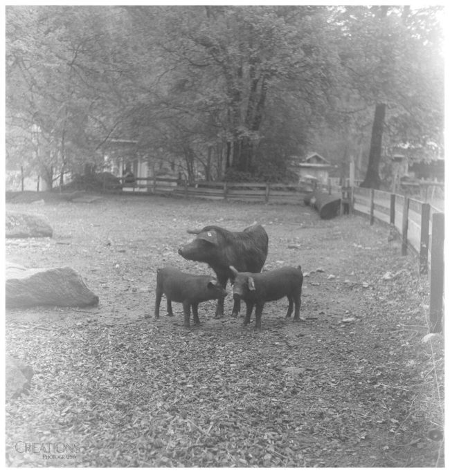 Ballenberg pigs