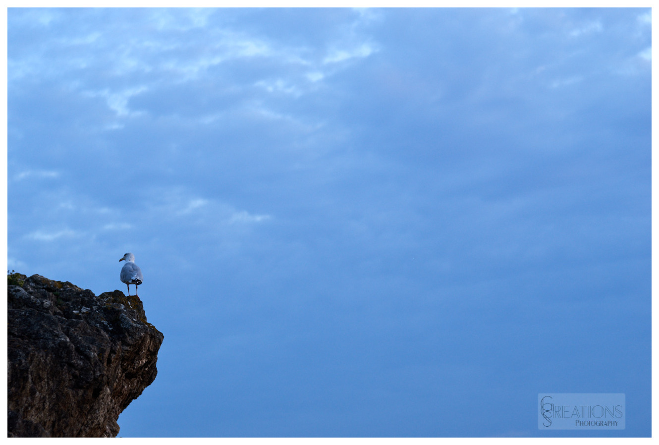 Seagull on cliff
