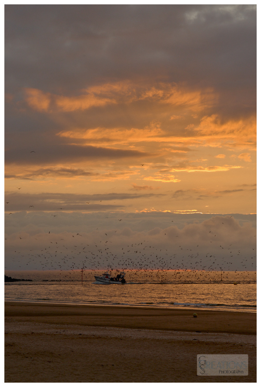 Flock of seagulls above fishing boat