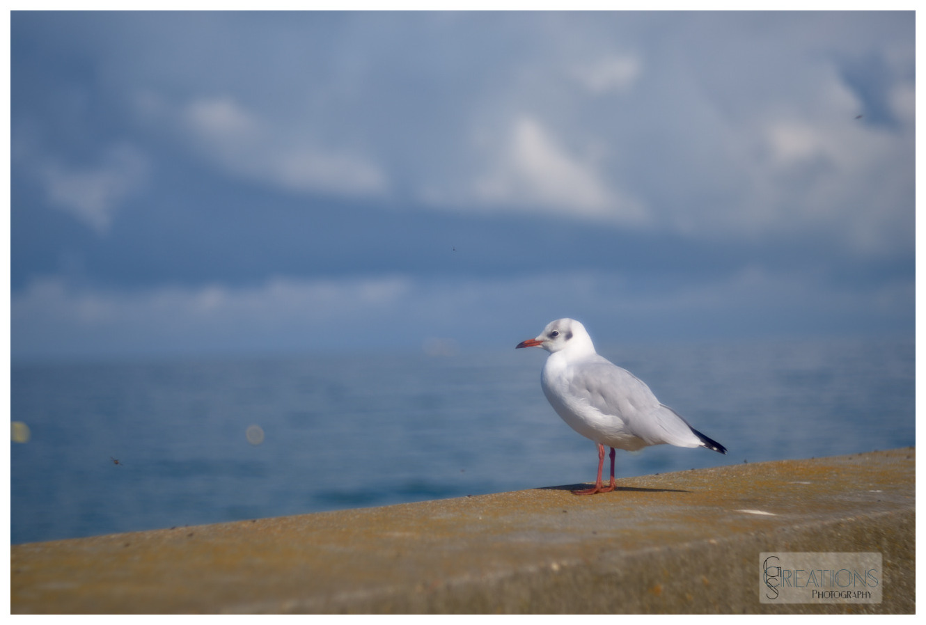 A Young Seagull