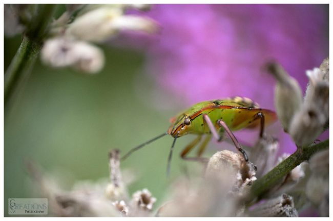 Nezera Viridula on Lavender